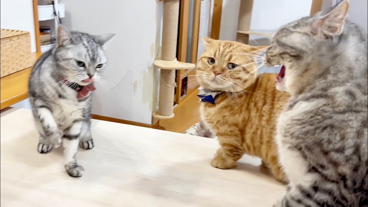 妻がご機嫌斜め！ぼくはどうすればいいのん？ #猫 #マンチカン