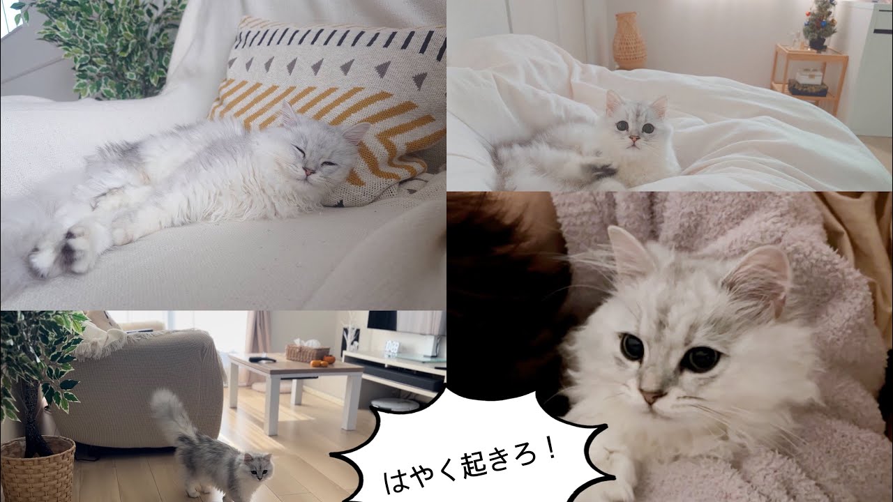 ペルシャ猫ルルちゃんのモーニングルーティン（休日編🏡）
