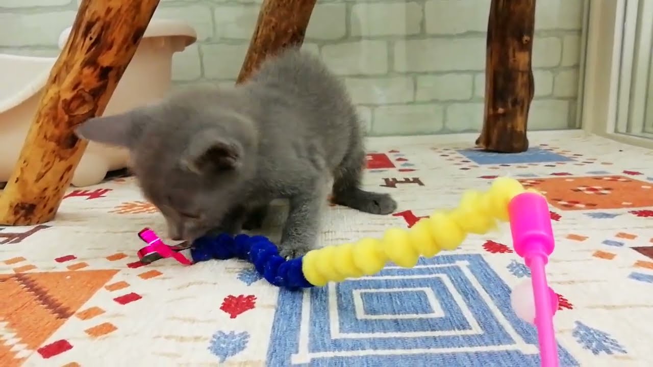 ロシアンブルー　男の子　2023/9/30生まれ