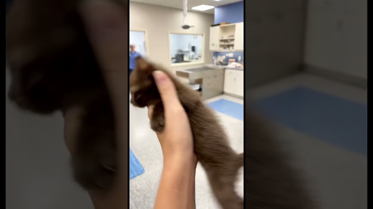 Ever seen a brown #cat?? 🧐 #shorts