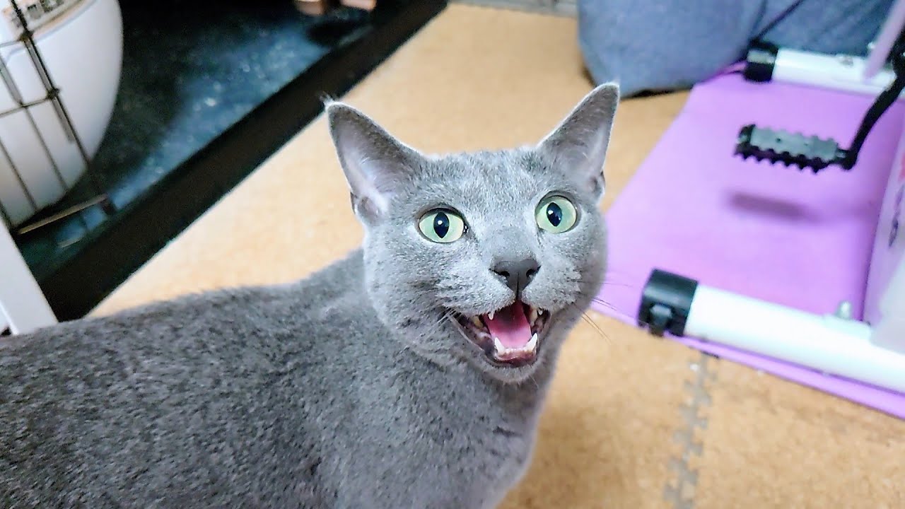 【猫動画】ご飯をもらえると信じているロシアンブルー【russianbule】Russian Blue believes she will receive food