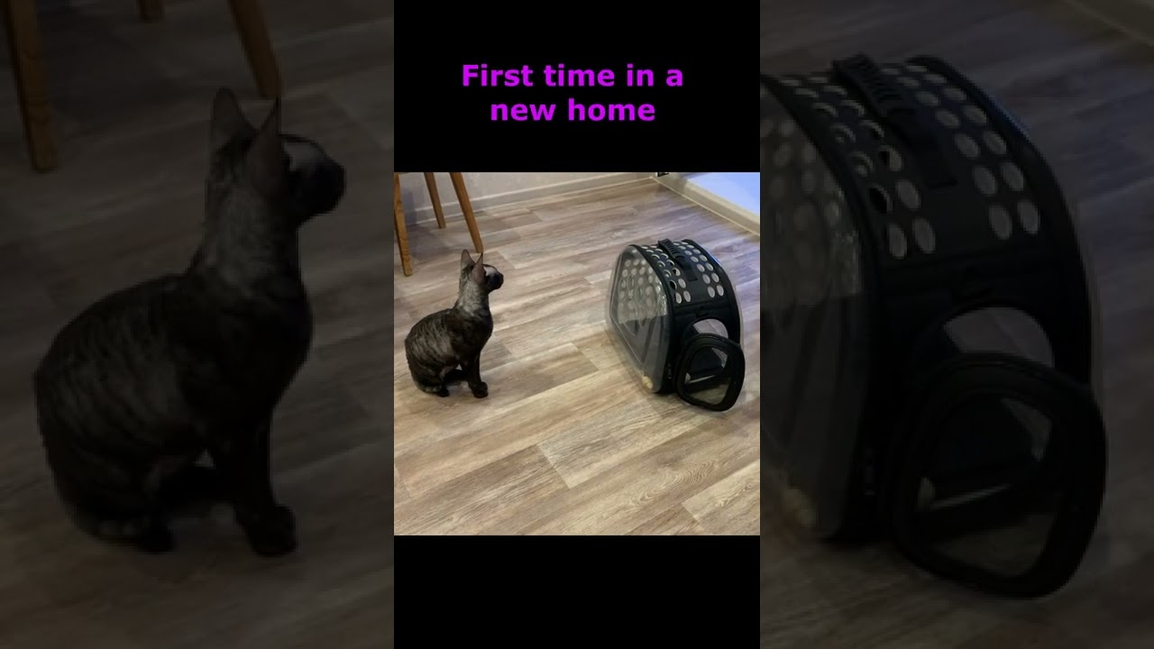 A black cat in a new home for the first time Shorts