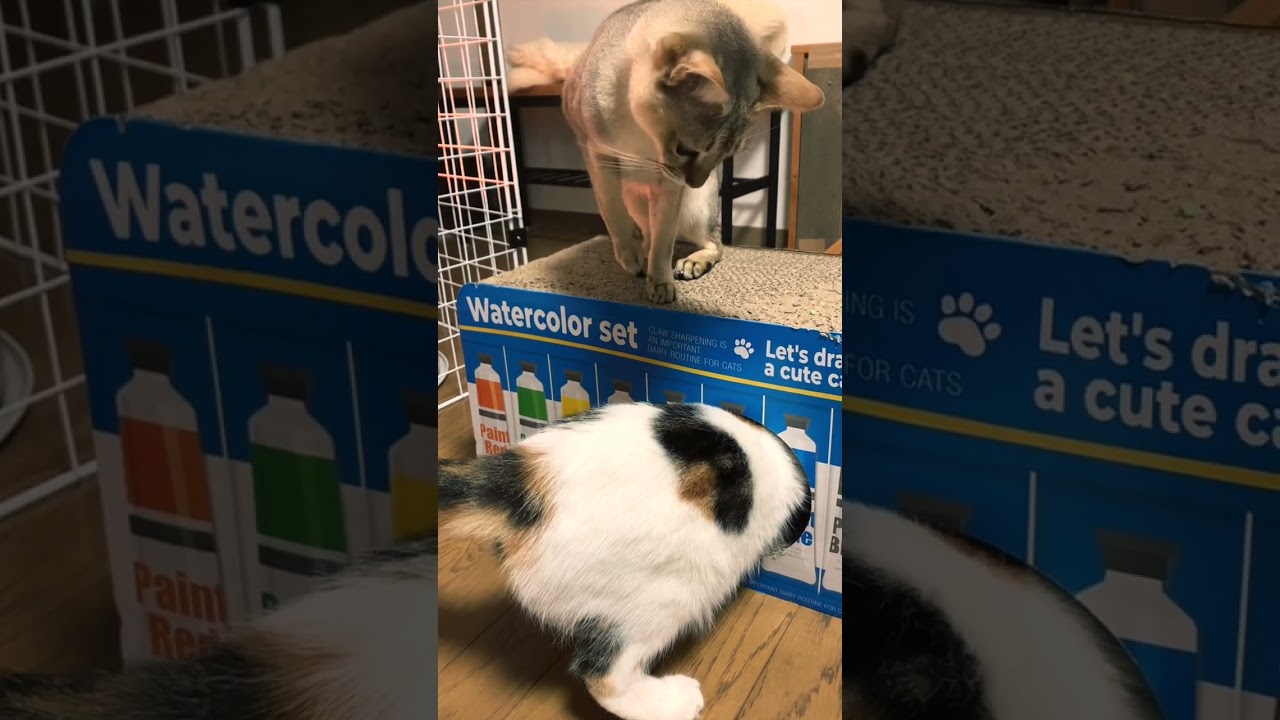 【猫動画】スコティッシュフォールドvsシンガプーラ #shorts