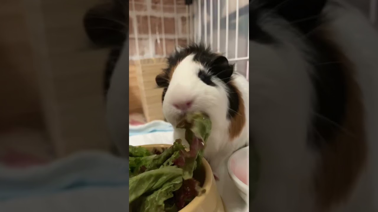 もぐもぐTime🐹🍴#モルモット#アビシニアン#ハムスター#セーブル