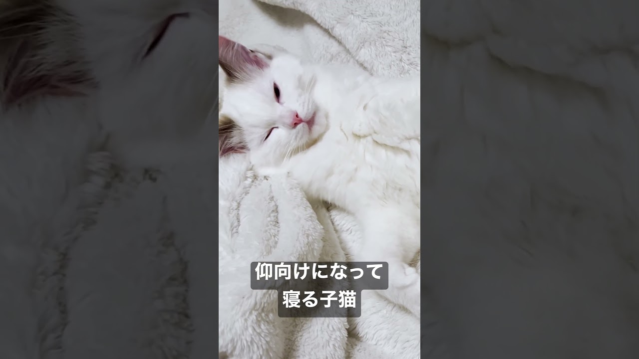 Vlog #71 | 仰向けになって寝る子猫 #shorts #テミー #ラグドール #猫 #子猫 #アンダーテール
