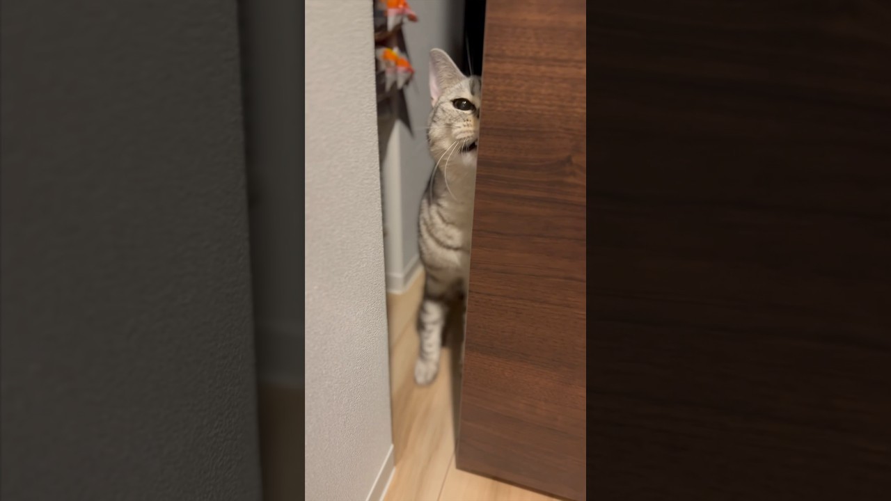 【猫動画】仕事で疲れたパパを一瞬で癒す天使な猫‼︎#shorts