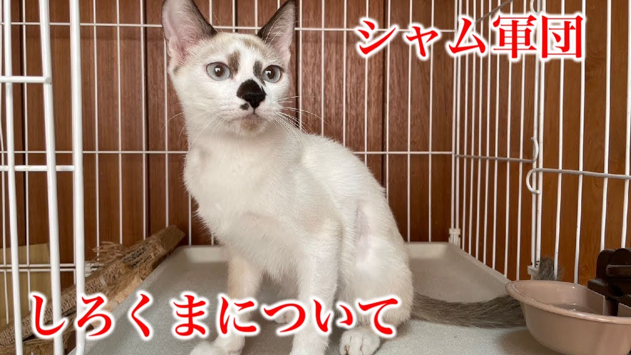 シャム軍団のしろくまくんのFIPについて