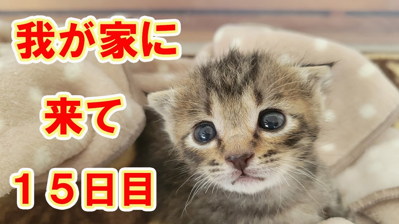【保護猫】レスキューした子猫⑮我が家に来て半月。だいぶ子猫らしくなりました！