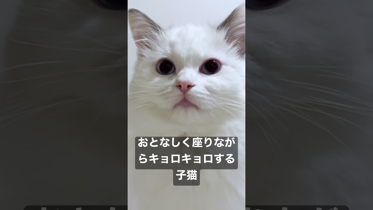 Vlog #43 | おとなしく座りながらキョロキョロする子猫 #shorts #テミー #ラグドール #猫 #子猫 #アンダーテール