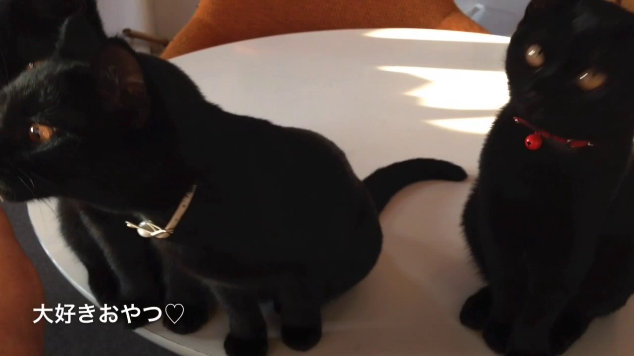 ボンベイ 赤ちゃん 生後4か月 Bombaycat  Kitten