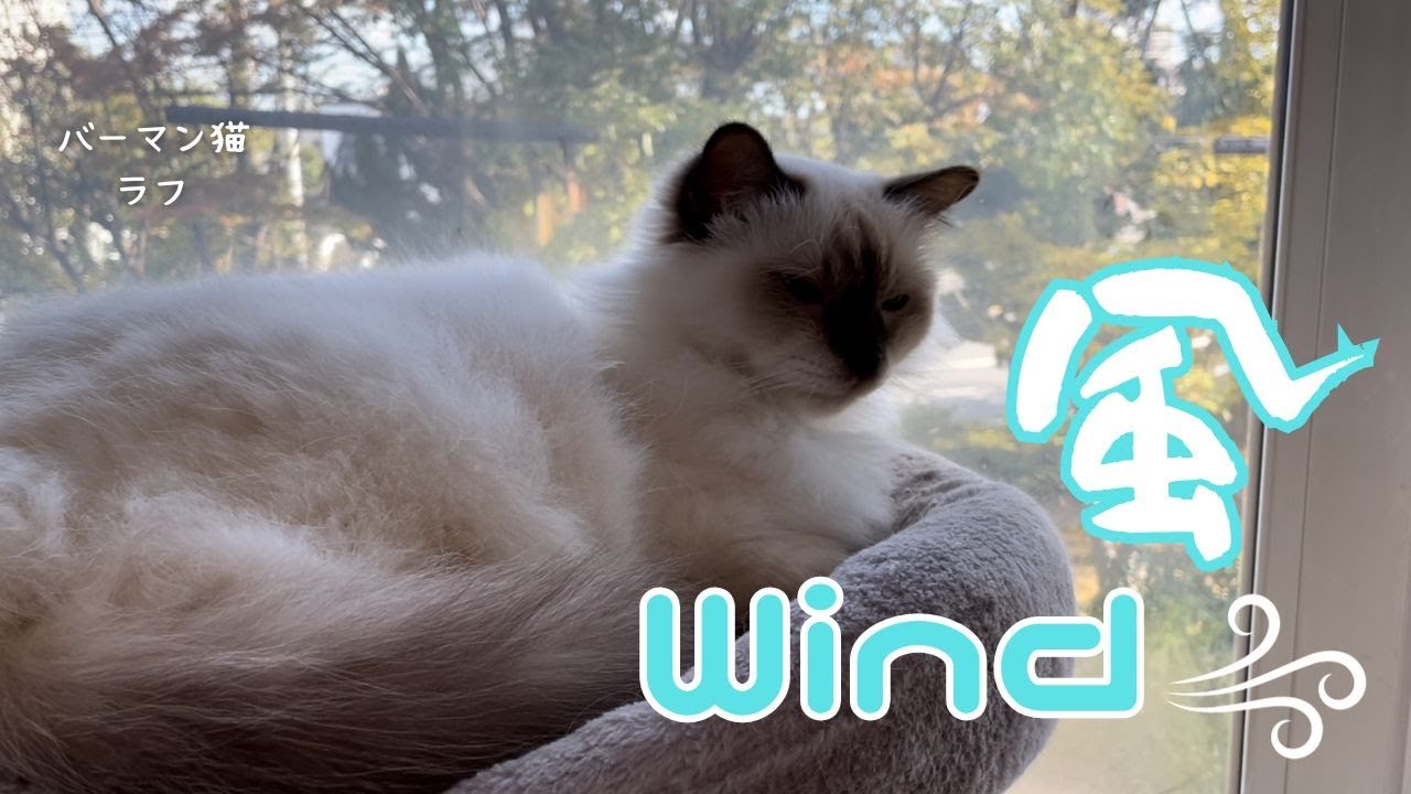 バーマン猫ラフ【風】Wind （バーマン猫）Birman/Cat
