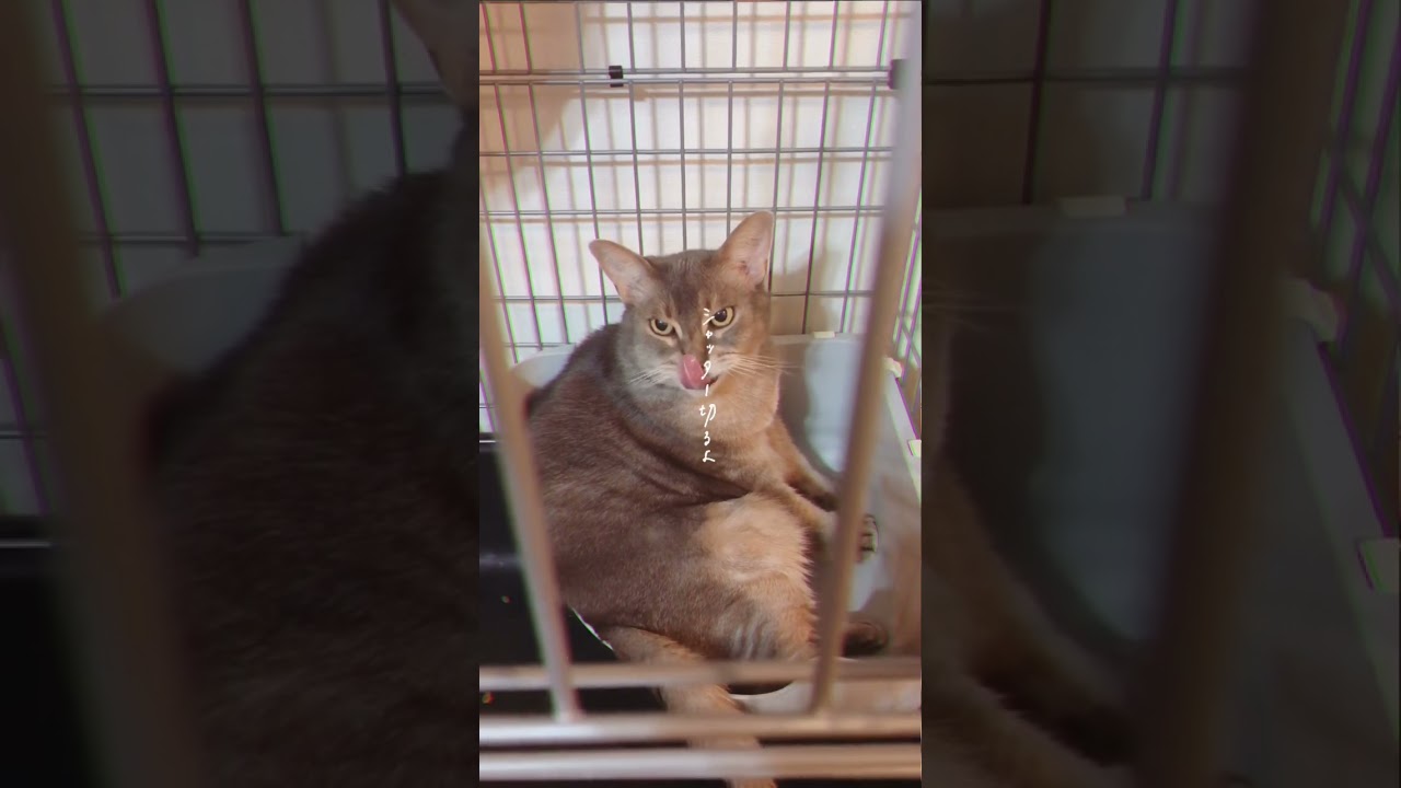 シャター切るよ！ #shorts  #猫動画 #アビシニアン #cat #まな猫