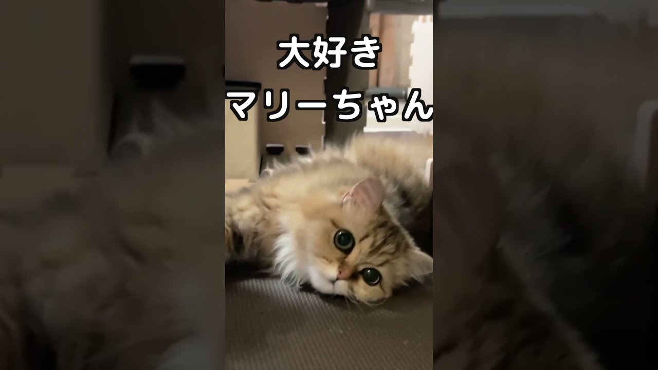 【ペルシャ猫】ジョイントマットで秘密基地色々作れて楽しいニャー#shorts