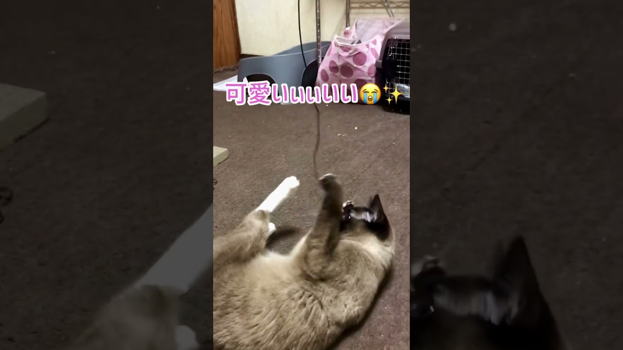 猫じゃらしに大興奮の弟猫‍🤩🌟【シャムMIX】