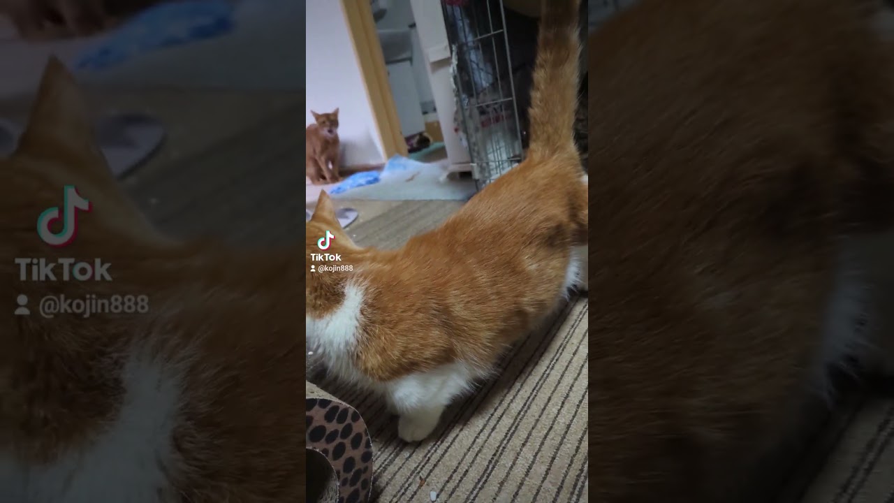 12/3食後のねこさん（´・ω・`）#猫#cat#ねこ#アビシニアン#短足マンチカン#マンチカン