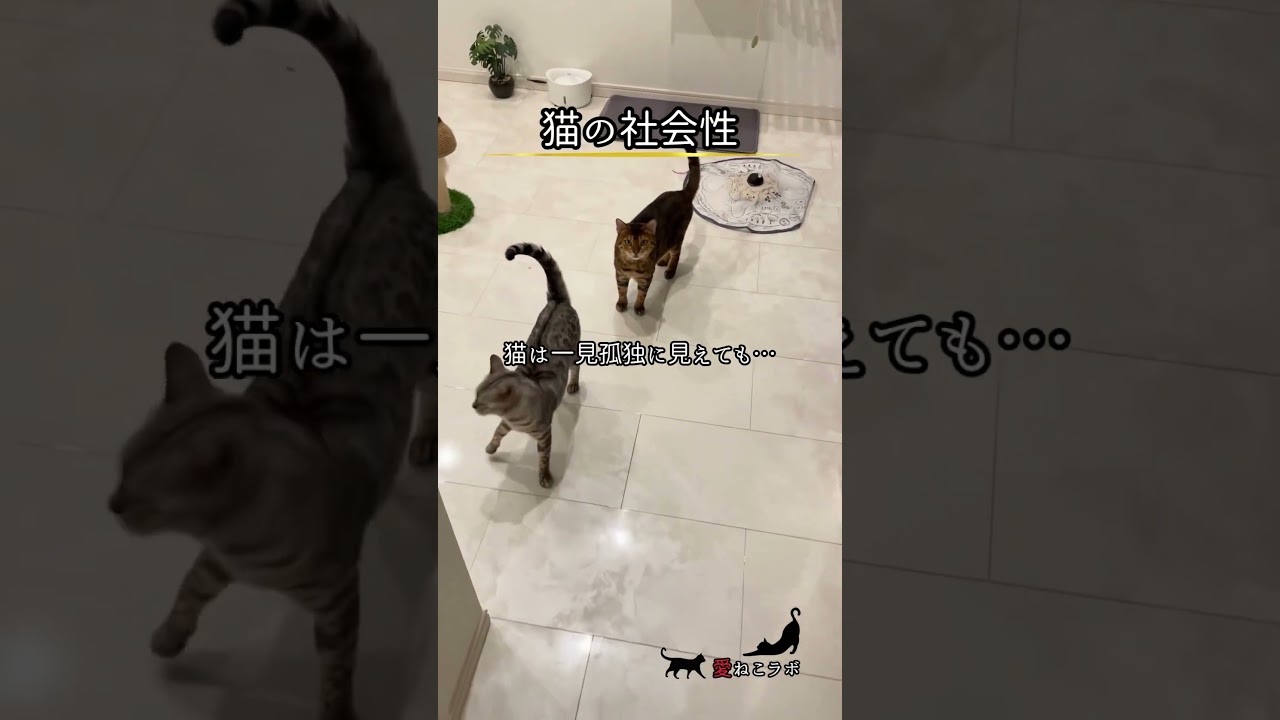 猫は一見孤独に見えても… #shorts #cat #ねこ #ベンガル猫 #シルバーベンガル猫 #猫名言