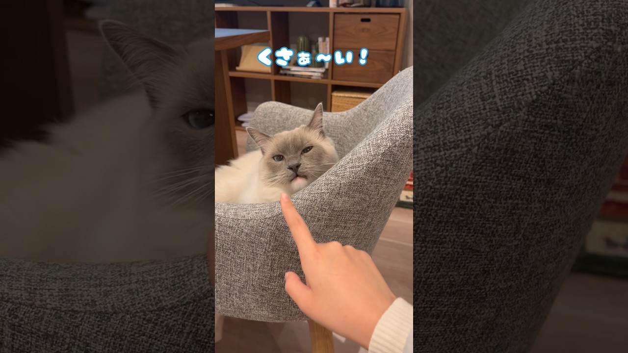 【失礼な猫】#ねこ #ラグドール #猫 #cat #고양이 #ragdollcat  #猫動画 #癒し #ねこ動画  #shorts  #おもしろ動画 #かわいい猫 #大型猫 #フレーメン反応