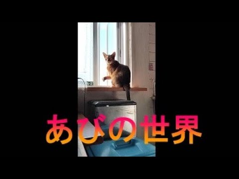 ネコ動画あび＃2610　あびの毎日　アビシニアン　あび