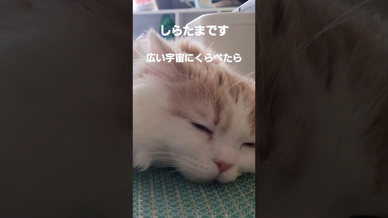 【子猫】宇宙を悟った猫 #ラガマフィン#猫動画 #shorts