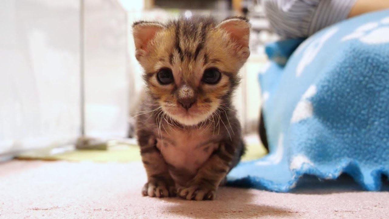 僕の順番はまだかな？子猫がママの膝の前でミルクの順番を待つ。【赤ちゃん猫　保護猫】
