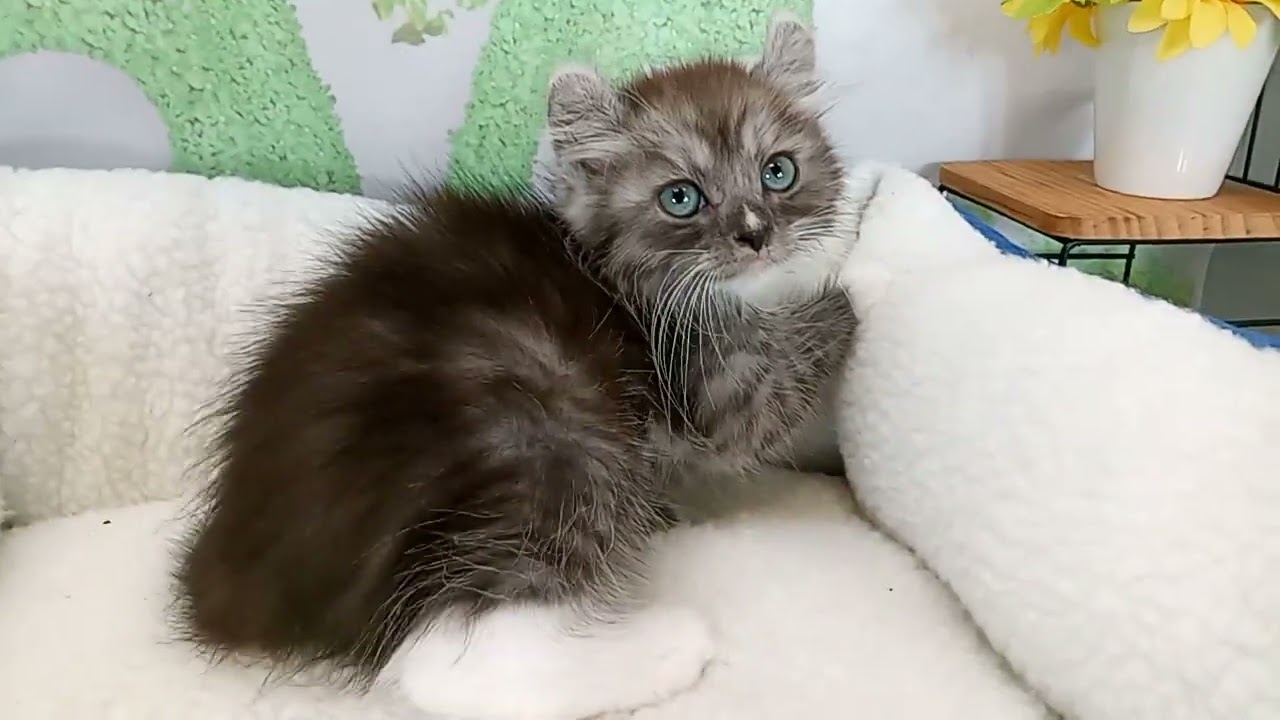 657506 アメリカンカール