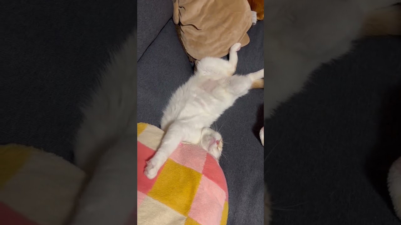 首がコキッってなってる猫 #shorts  #猫 #アメリカンカール #cat