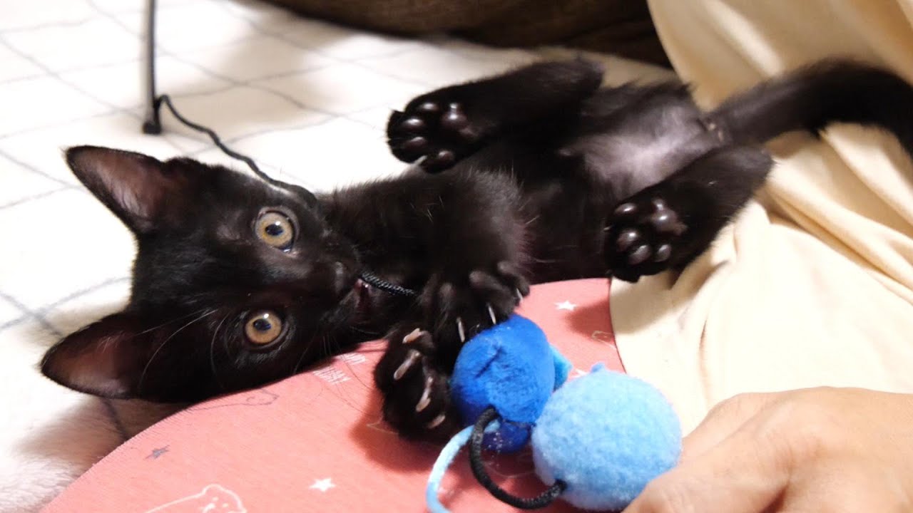 ひとりぼっちの子猫が寂しくない様に猫じゃらしで遊ぶと嬉しそうにママの膝の上で暴れまわる【赤ちゃん猫　保護猫】