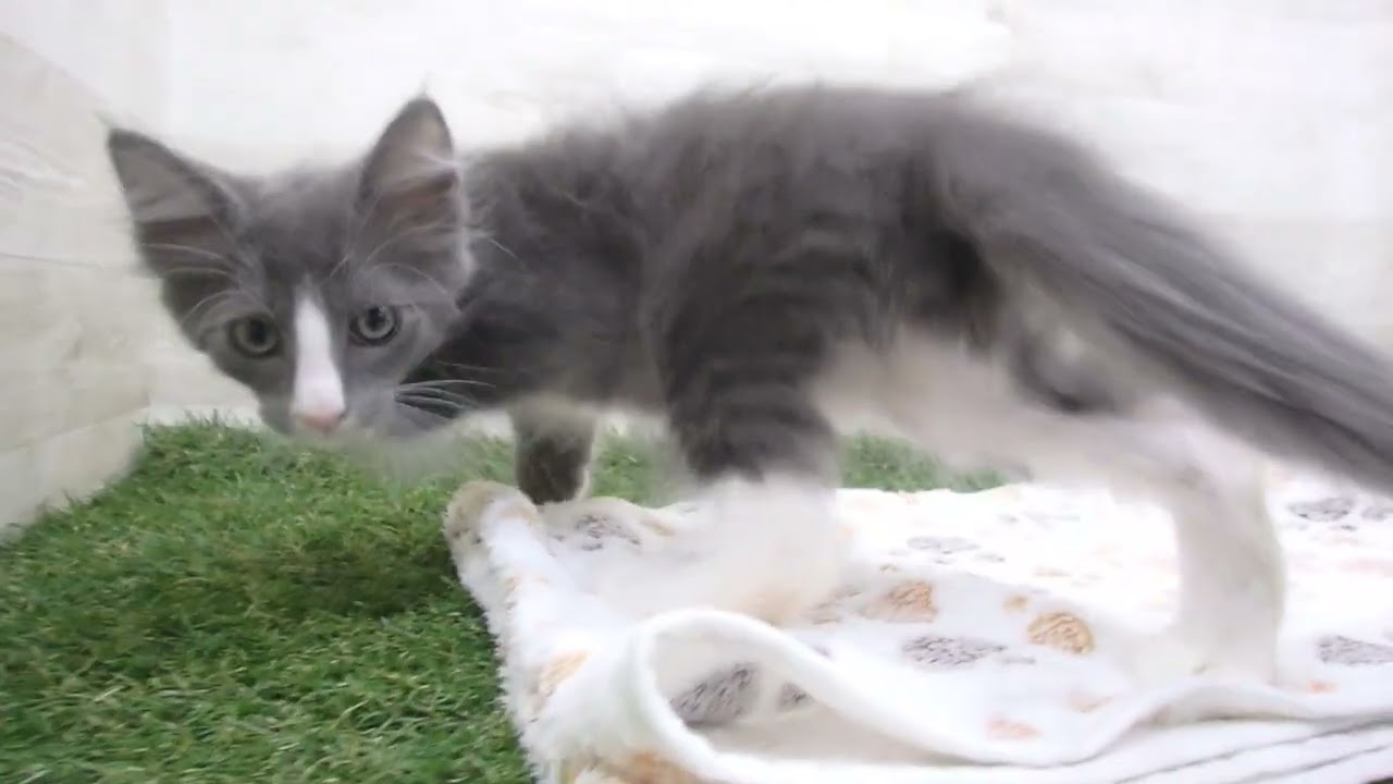 Coo&RIKU　No00658566 ターキッシュアンゴラ