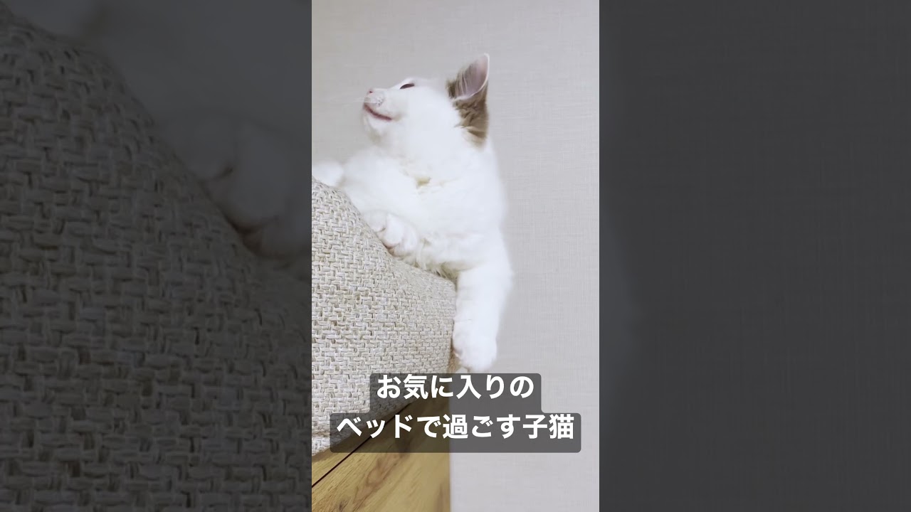 Vlog #55 | お気に入りのベッドで過ごす子猫 #shorts #テミー #ラグドール #猫 #子猫 #アンダーテール