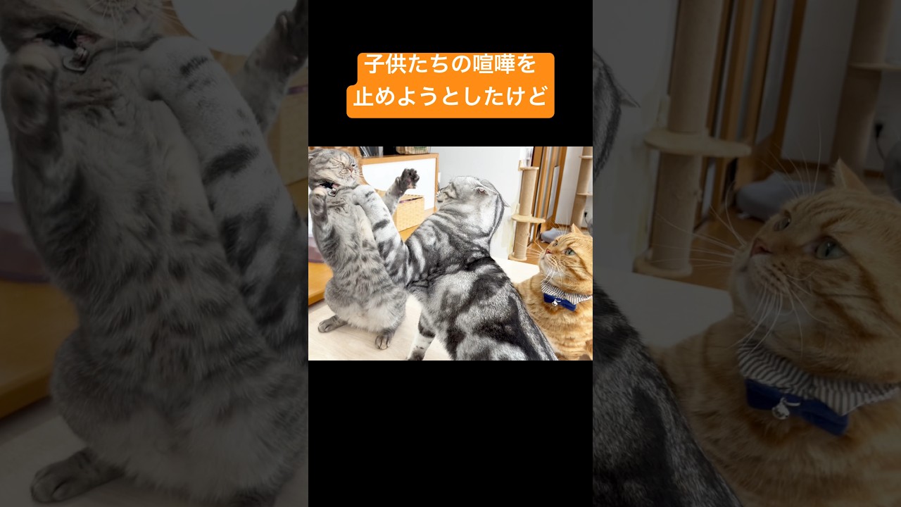 パパは子供たちの喧嘩を止めようとしたけど... #猫 #マンチカン #shorts