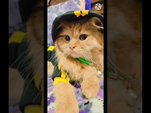 My Beautiful Brown Cat | Short Video | Shorts #shorts