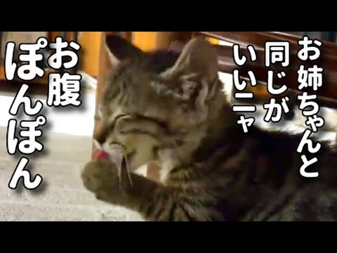 【初めて黒猫が子猫に母性を発揮した日⁈】@taipi 【切り抜き】