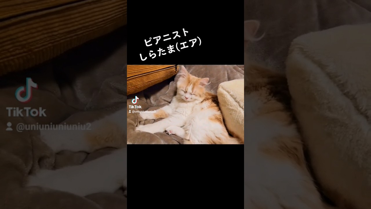 【子猫】ピアニストになる猫#ラガマフィン #猫動画 #cat #shorts