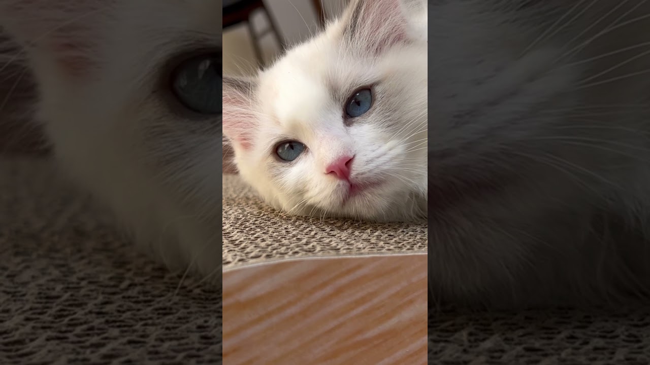 ひくひくするねこ #shorts  #ラグドール  #猫