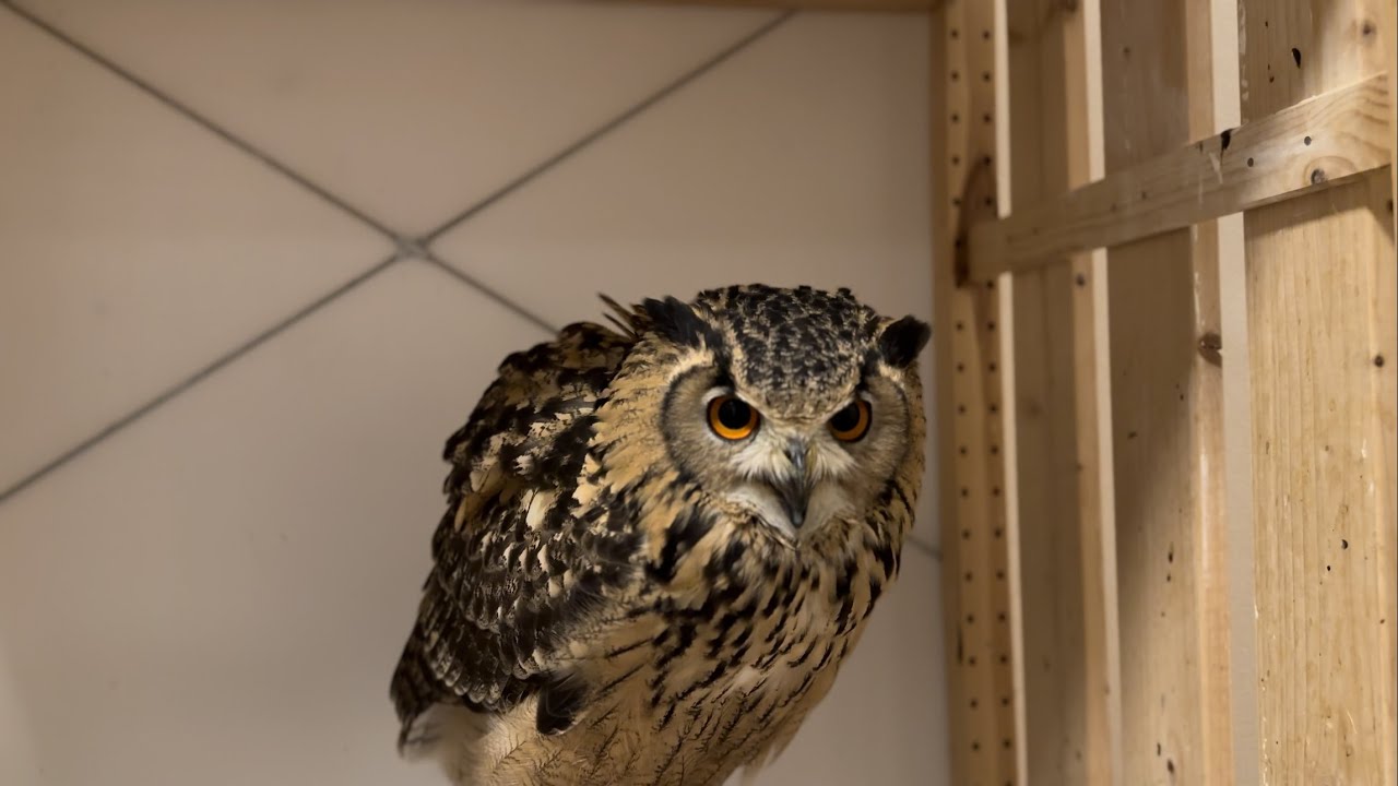 #868 欲張りフクロウ greedy owl 【ベンガルワシミミズク】