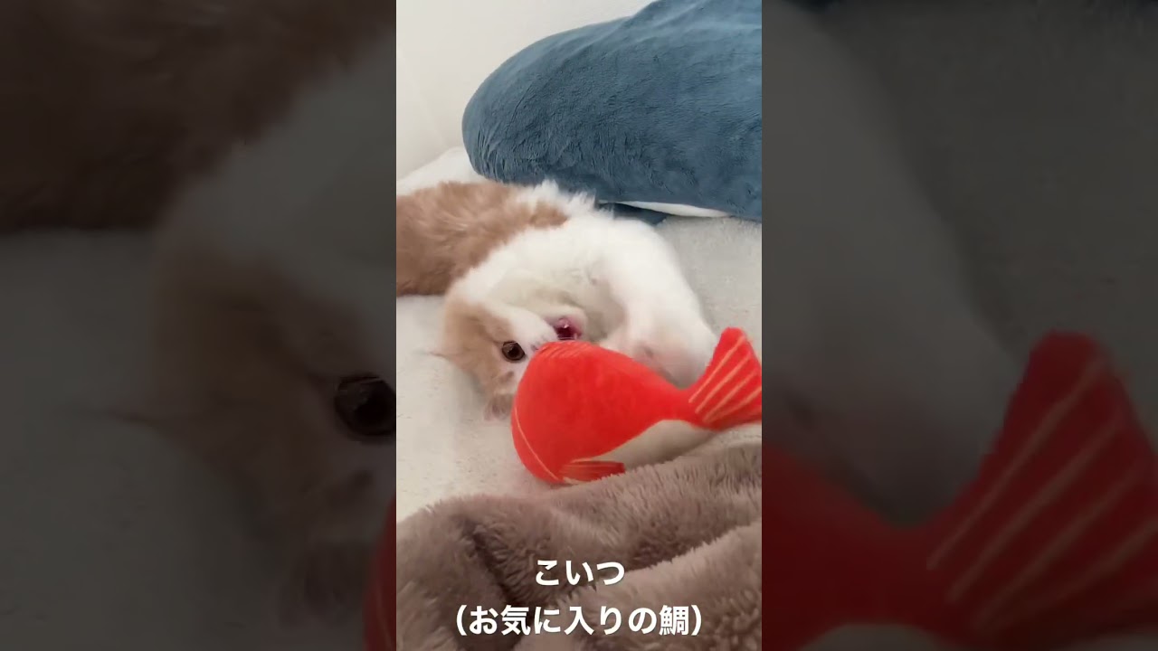 【子猫】家出した鯛 #ラガマフィン #猫動画 #cat #shorts