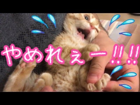 【猫の爪切り】マンチカンの子猫がはじめての爪切りに出した鳴き声が…【猫の鳴き声】