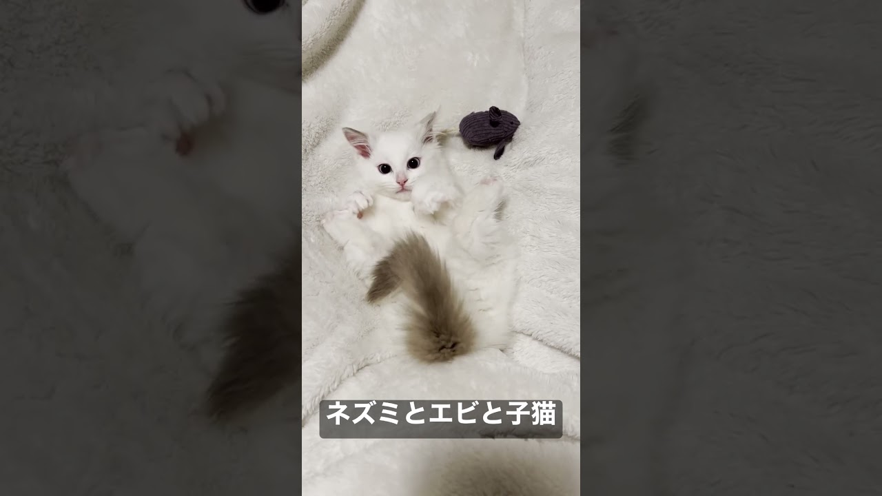 Vlog #10｜ネズミとエビと子猫#shorts #テミー #ラグドール #猫 #子猫 #アンダーテール