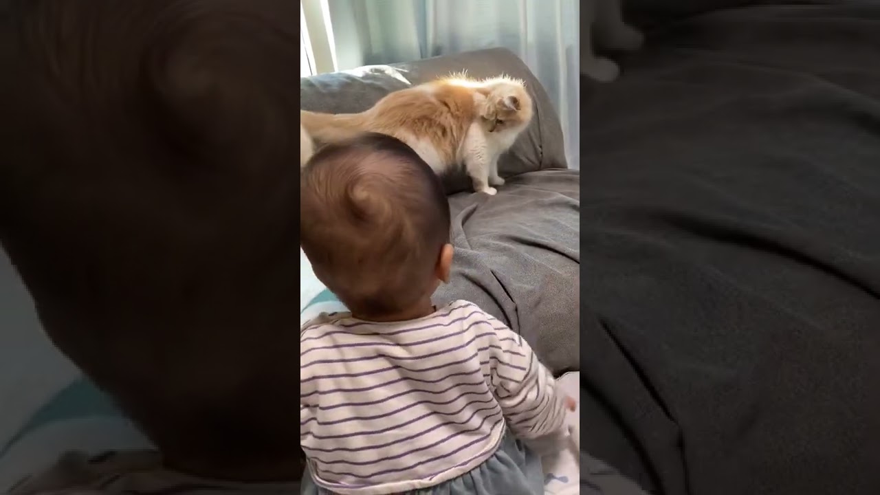 動きまわる弟に困る姉ネコ