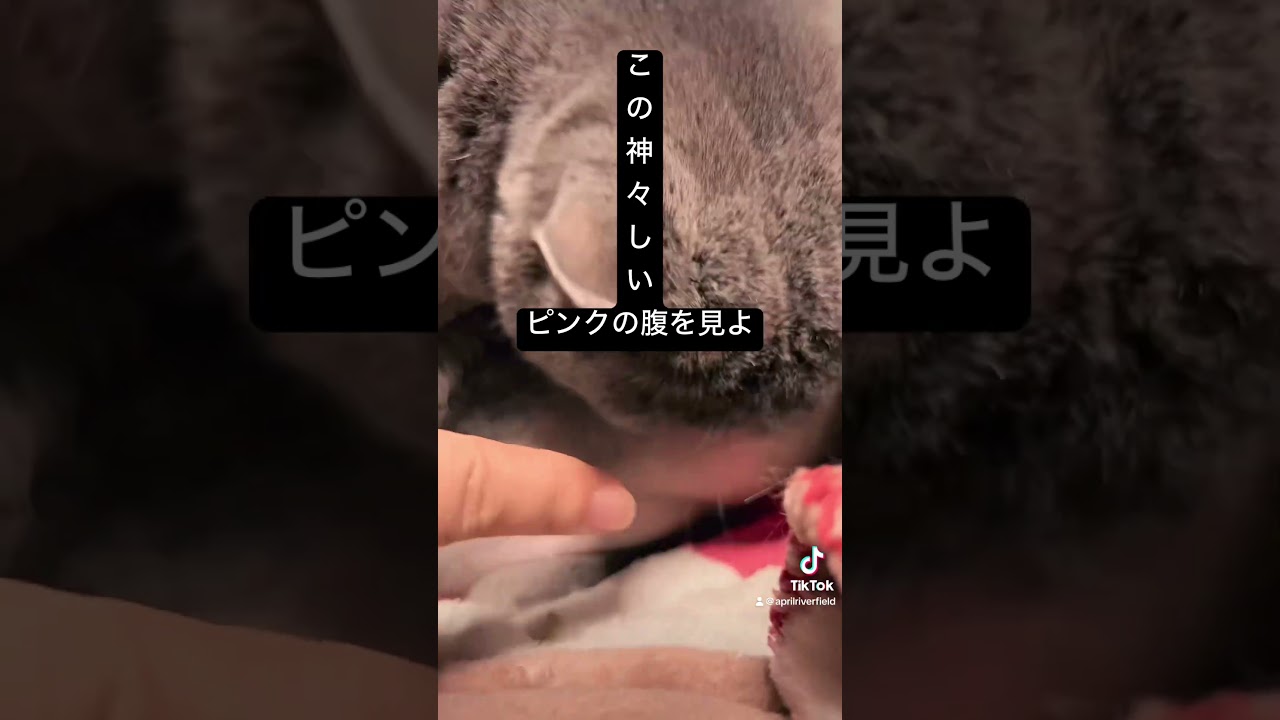 この神々しいピンクの腹を見よ      #シャルトリュー #japan #kawaii #猫のいる暮らし #猫 #cat #pets #ねこ #chartreux #にゃんこ
