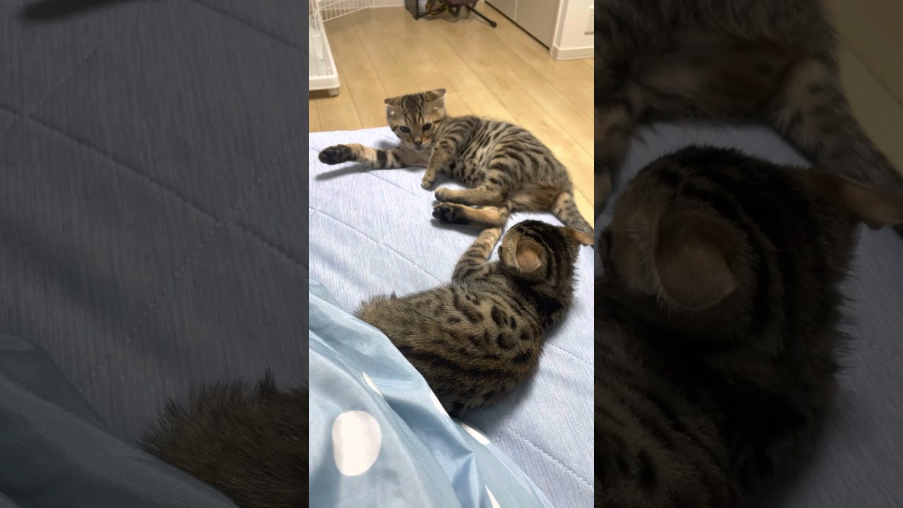 ベンガル子猫達が本気で睨み合いをしながら猫語で何か言っていました　#Shorts #短い動画 #ベンガル #子猫