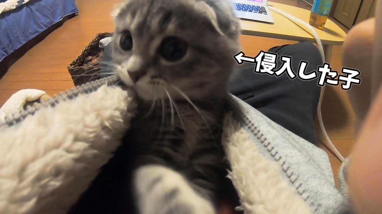 服の中に侵入してきた子猫がかわいい… スコティッシュフォールドのつむ