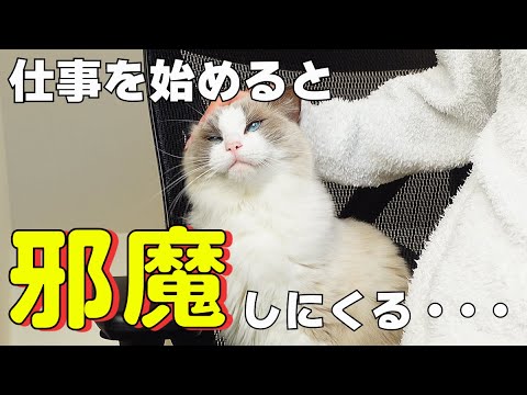 仕事中でもかまってほしくて仕方ない甘えん坊ラグドールが可愛すぎた…