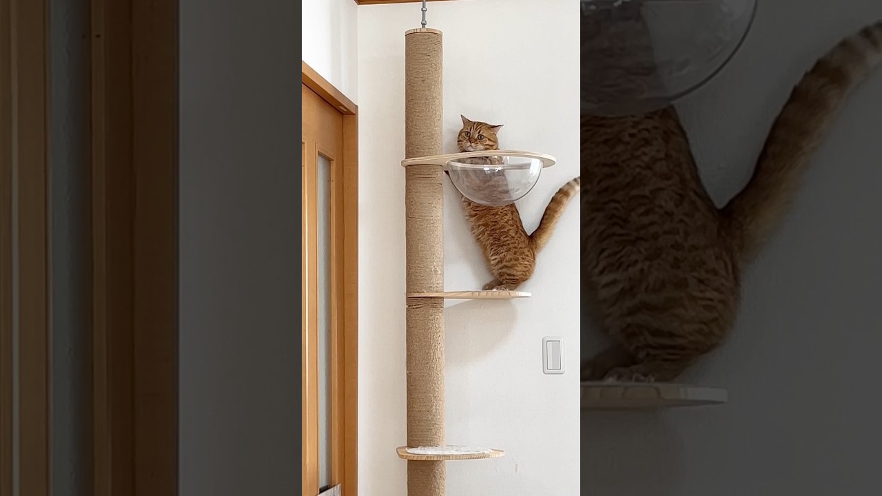 彼はやり遂げる男 #猫 #マンチカン #shorts