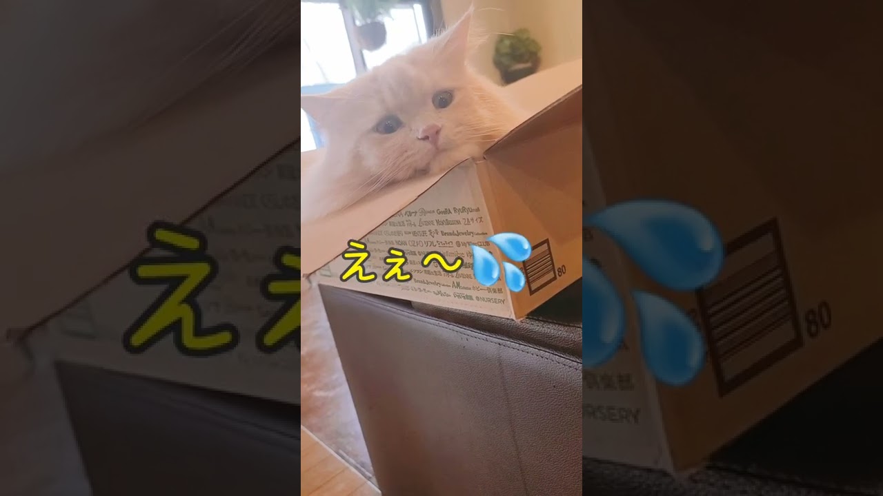 気がついたら７階にいた風なラガマフィン🐱 #shorts