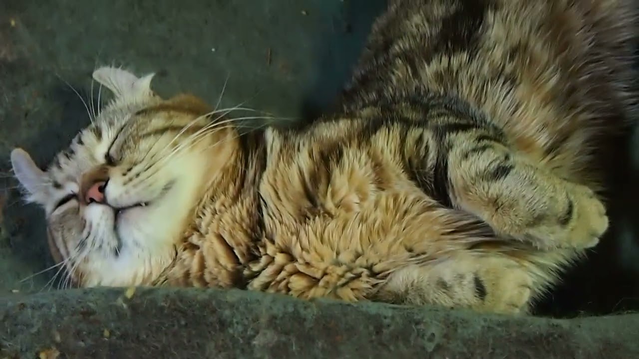 アメリカンカール男の子