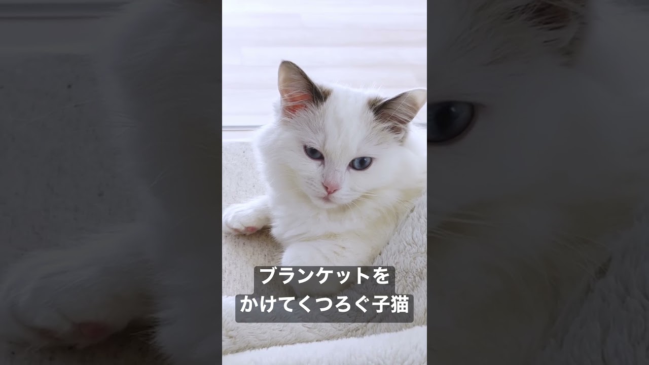 Vlog #49 | ブランケットをかけてくつろぐ子猫 #shorts #テミー #ラグドール #子猫 #猫 #アンダーテール