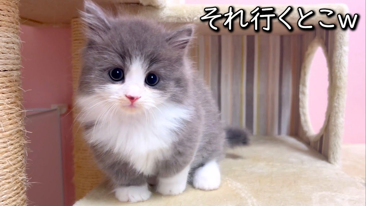 【マンチカンの子猫】後ろから押したろかってくらい降りない子猫の件 ∼猫のいる生活Vol.852~ 出産動画 マンチカン短足・ミヌエット・ペルシャ猫専門ブリーダー『ペット蔵人』【子猫の成長記録】