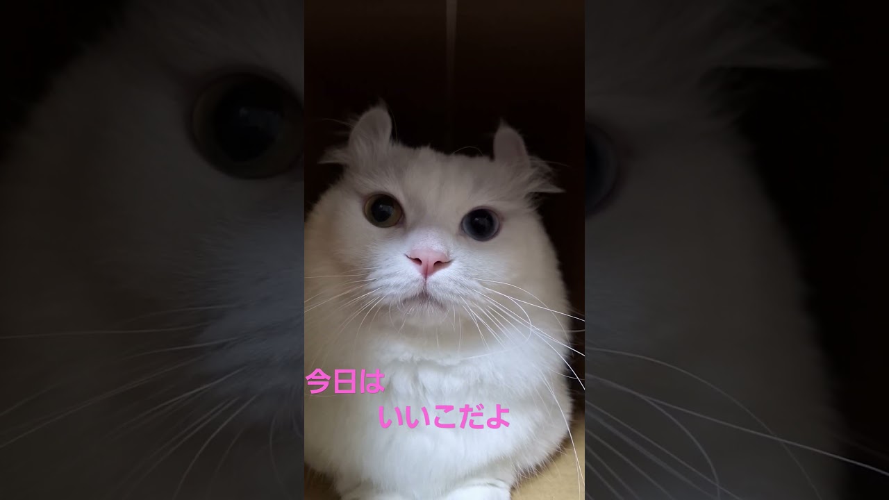 【オッドアイ幸せを呼ぶ猫】ダンボールの中のラビちゃん#猫#cat#白猫#キンカロー#shorts