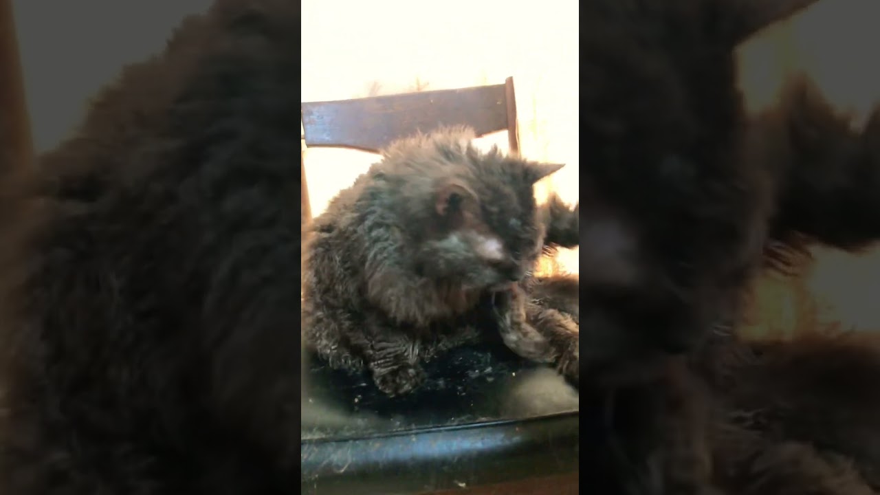 セルカークレックスのシュワンの毛づくろい　Shuan,Selkirkrex,is grooming himself.